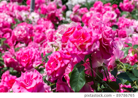Blooming roses 89786765