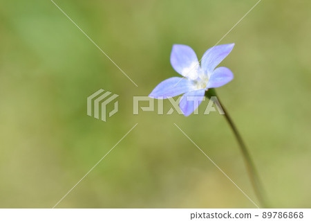 Hinagikyo花 89786868