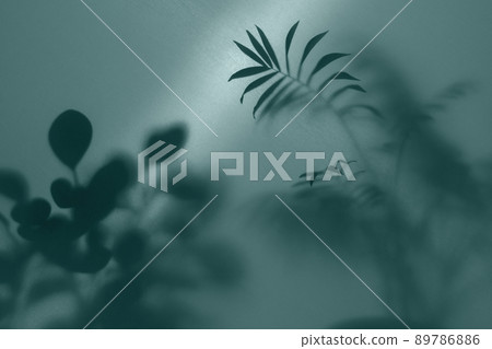 fog effect of blurred palm leaves silhouettes behind frosted glass with backlight   89786886