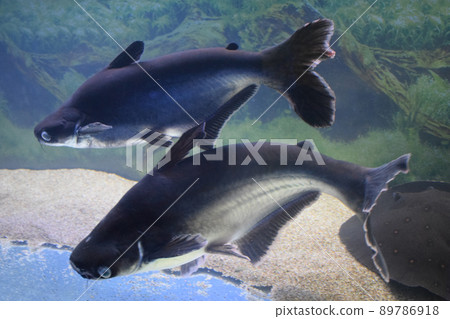 Big black iridescent shark pangasianodon hypophthalmus swimming underwater Big black iridescent shark pangasianodon hypophthalmus swimming underwater 89786918