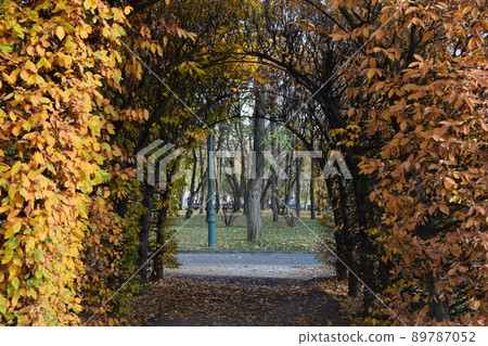 Alley with yellow red covered pergola.  89787052
