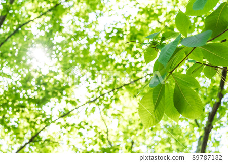 新鮮的綠色和陽光 新鮮的綠色和陽光 89787182