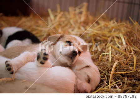 Beagle dog Beagle dog 89787192