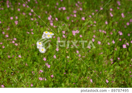 May Machida 382 Halzion，菊科，藥師池公園 89787495