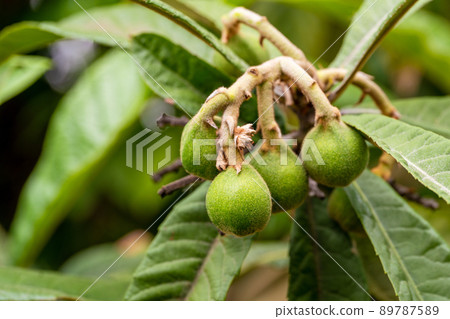 Close up photo of bunch of unripened loquat fruits on tree. Spring and summer fruits concept. 89787589