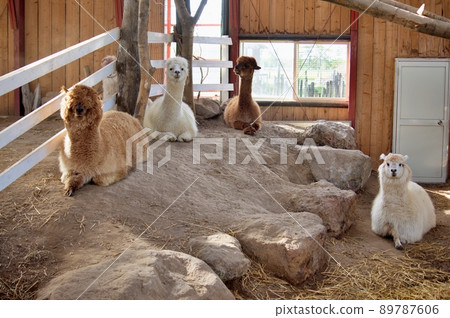 Alpaca Alpaca 89787606