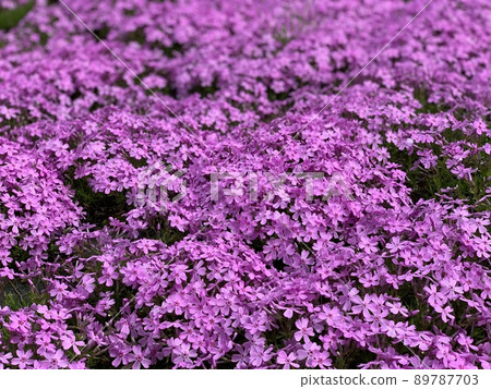 Moss phlox  89787703