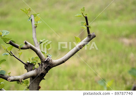 Fig sprout May Fig sprout May 89787740