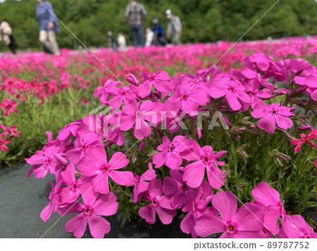 Moss phlox  89787752