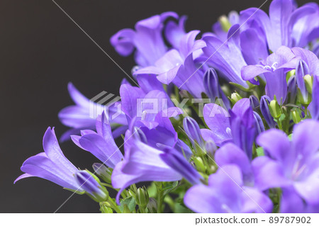 Bellflower (Dalmatian bellflower) 89787902