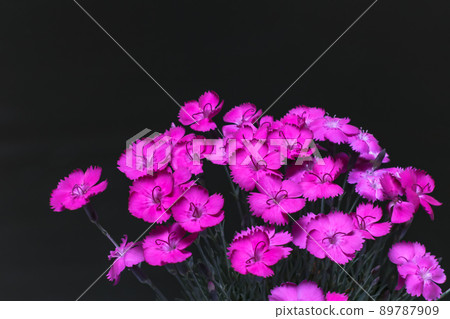 Nadeshiko Chishima (using Beth single soft lens made by Kiyohara Optical) 89787909