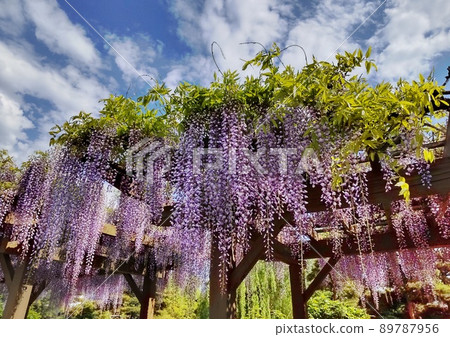 Wisteria shelf in Matsumoto Castle Park Wisteria shelf in Matsumoto Castle Park 89787956