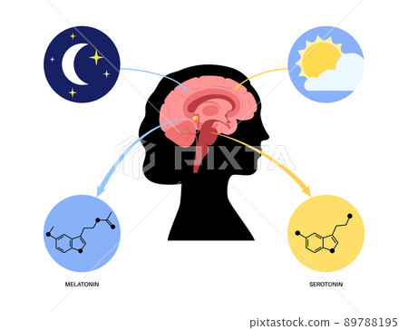 Sleep wake cycle 89788195
