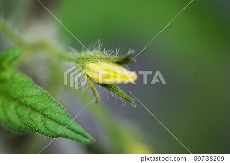 Bud planted tomato seedlings in the field May 89788209