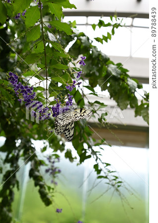 Large tree nymph perching on Duranta Large tree nymph perching on Duranta 89788439