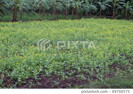 yellow colored mustard flower closeup on farm 89788575
