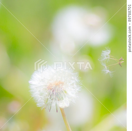 Fluffy fluff Fluffy fluff 89788701