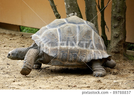 Aldabra Giant Tortoise 切手　4 シート　全て異なる4種類 Aldabra Giant Tortoise Aldabrachelys Gigantea Juvenile