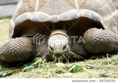 阿爾達布拉巨龜 阿爾達布拉巨龜 89788839