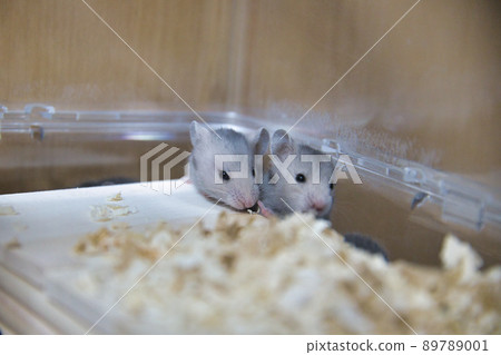 Golden hamster children 89789001