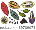 Cocoa set. Vector illustration. Beans, cocoa powder, cocoa fruit with grains and leaves 89789073
