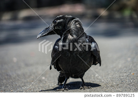 漆黑烏鴉（叢林烏鴉） 89789125