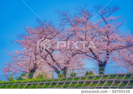 小賀谷公園的櫻花 89789148