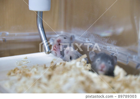 Golden hamster children Golden hamster children 89789303