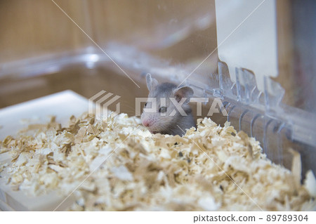 金倉鼠孩子 金倉鼠孩子 89789304