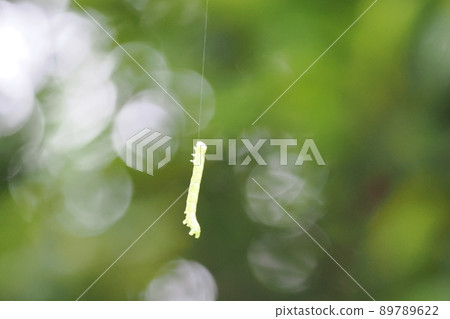 艾蒿的幼蟲掛在一根線上 艾蒿的幼蟲掛在一根線上 89789622