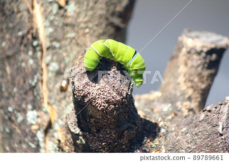 Swallowtail larvae crawling on a tangerine tree Swallowtail larvae crawling on a tangerine tree 89789661