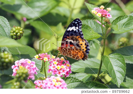 Indian Fritillary perching on Lantana flowers Indian Fritillary perching on Lantana flowers 89789662