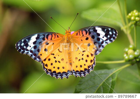 留在馬Lan丹花中的黑豹 留在馬Lan丹花中的黑豹 89789667