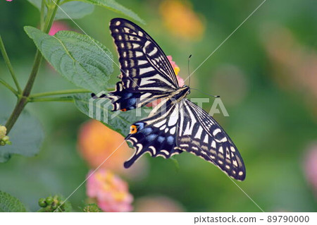 Swallowtail that stays in the lantana flower Swallowtail that stays in the lantana flower 89790000