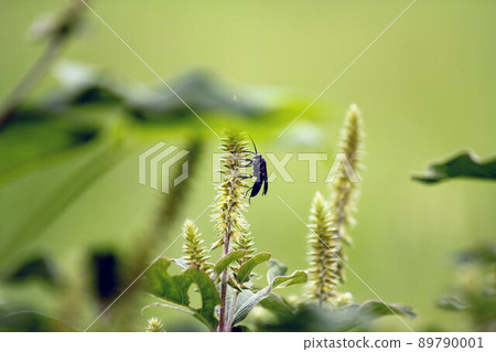 Togeashio Obekko 住在 Inokozuchi 89790001