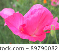 明亮的粉紅色花瓣 89790082