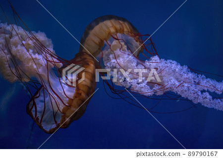 chrysaora fuscescens toxic northeast pacific sea nettle jellyfish 89790167