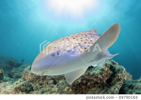 juvenile zebra shark underwater portrait close up 89790168