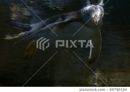 Papua penguin portrait underwater swimming to you Papua penguin portrait underwater swimming to you 89790184