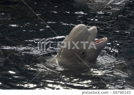 Beluga at moonlight night close up portrait swimming Beluga at moonlight night close up portrait swimming 89790185