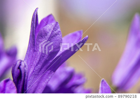 Macro view of a little Campanula purple flower. Soft focus, selective focus. 89790218