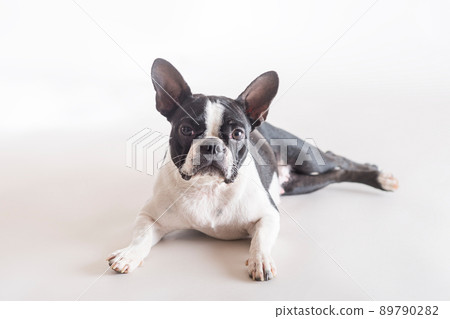 Boston Bull Terrier lying on a grey background Boston Bull Terrier lying on a grey background 89790282