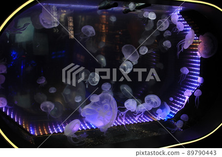 Numazu Deep Sea Fish Aquarium Jellyfish Numazu Deep Sea Fish Aquarium Jellyfish 89790443