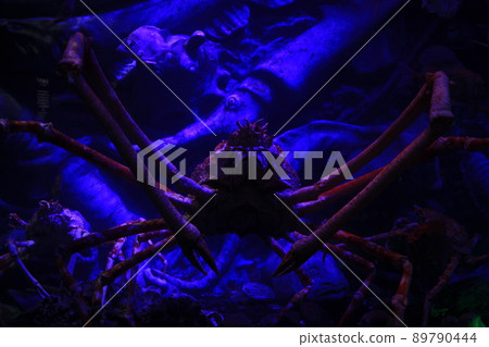 Japanese spider crab lurking in the deep sea 89790444