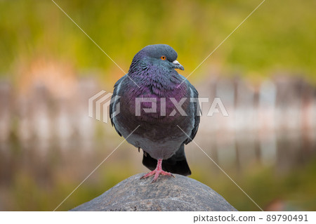 Rock dove standing on a rock with only one leg. Rock dove standing on a rock with only one leg. 89790491