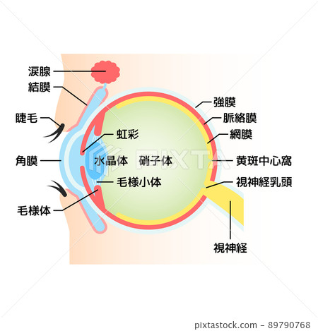 Eyeball cross section illustration 89790768
