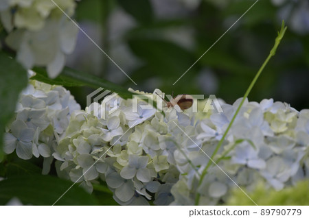 Hydrangea and snail 3 Hydrangea and snail 3 89790779