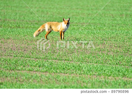 Red fox walking in the meadow Red fox walking in the meadow 89790896