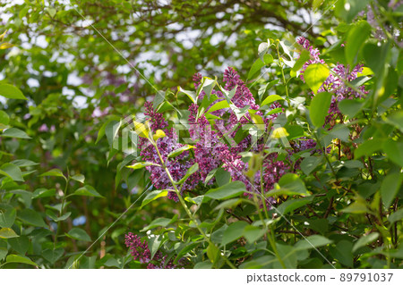 Blooming pink lilac branch background, copy space Blooming pink lilac branch background, copy space 89791037