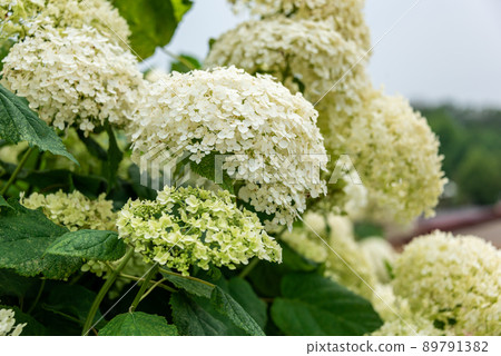 Annabel (hydrangea) 89791382